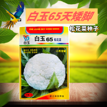 白玉矮脚松花菜65天早熟夏秋播种神良青梗有机白花菜蔬菜种