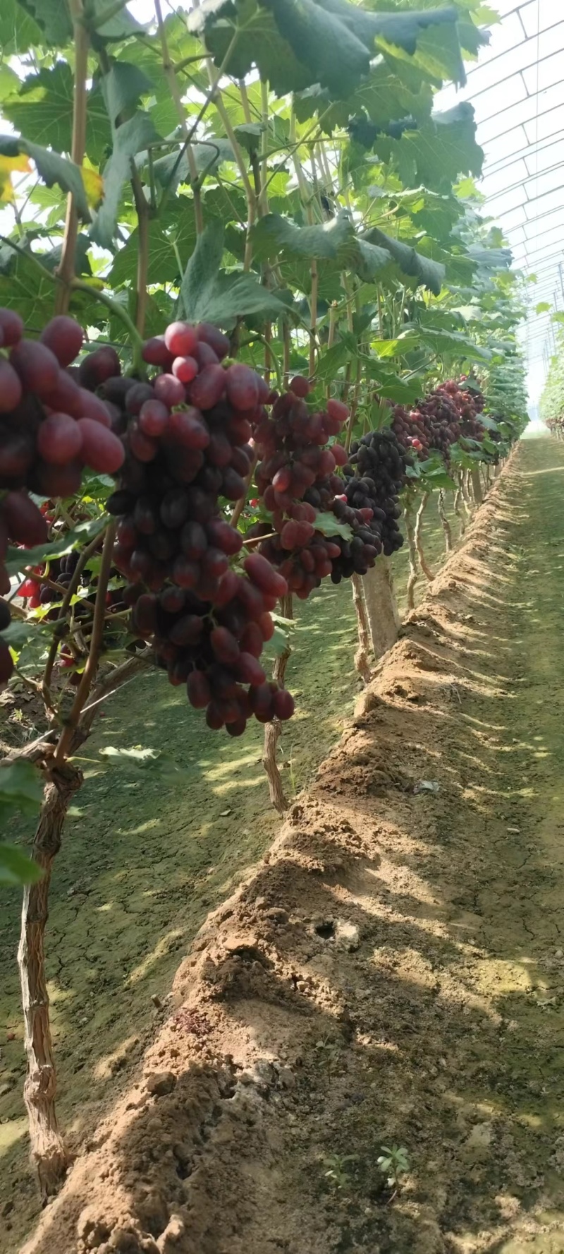 【巨盛一号葡萄】河北基地直供质量上乘量大优惠欢迎订购