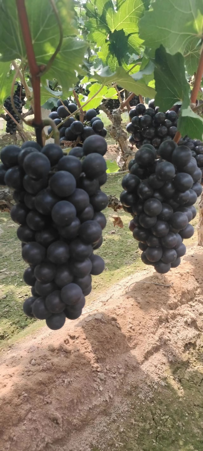 【蜜光葡萄】河北种植基地直供质量保证价格美丽对接商超