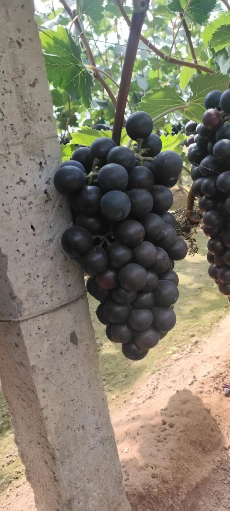 【蜜光葡萄】河北种植基地直供质量保证价格美丽对接商超