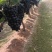 【蜜光葡萄】河北种植基地直供质量保证价格美丽对接商超
