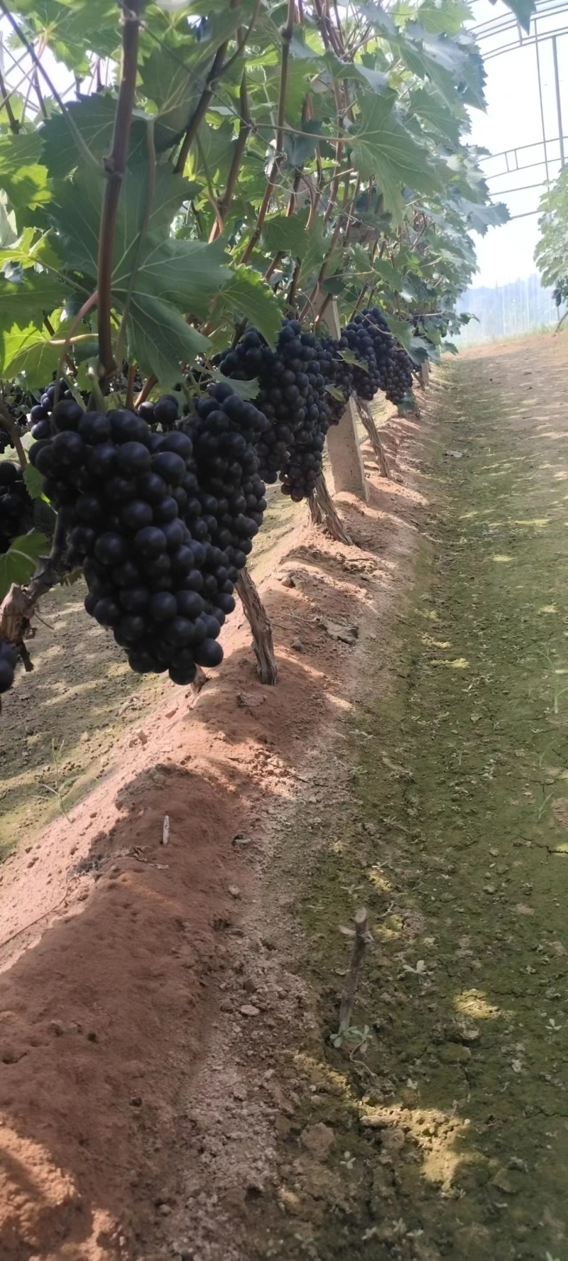 【蜜光葡萄】河北种植基地直供质量保证价格美丽对接商超
