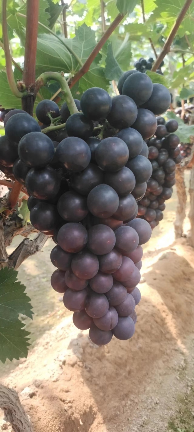 【蜜光葡萄】河北种植基地直供质量保证价格美丽对接商超