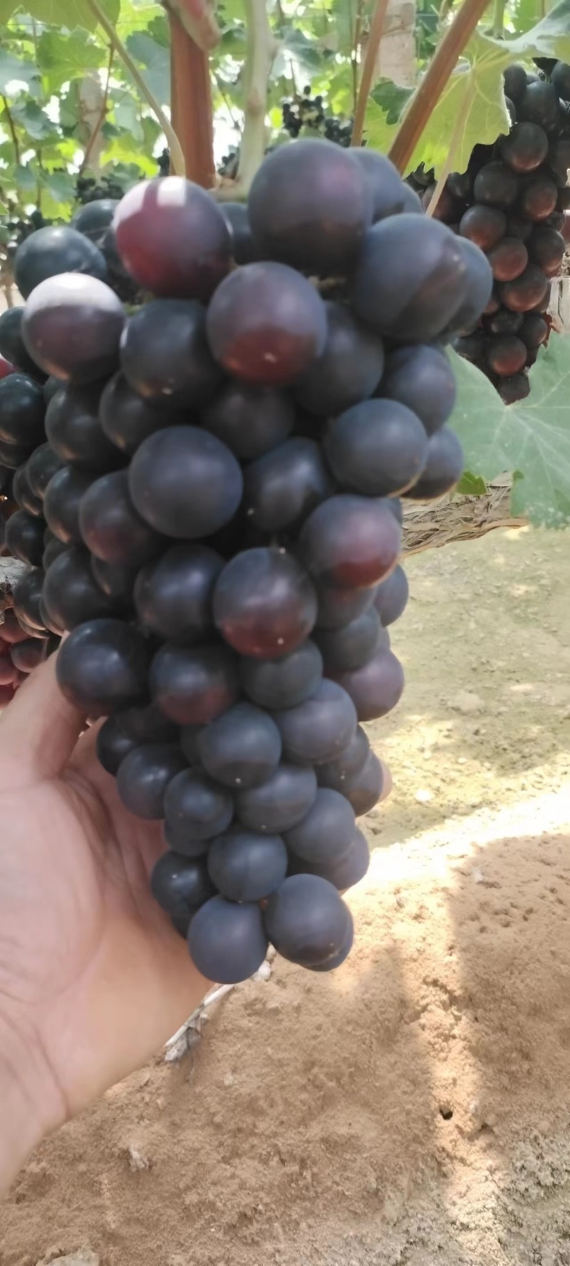 【蜜光葡萄】河北种植基地直供质量保证价格美丽对接商超