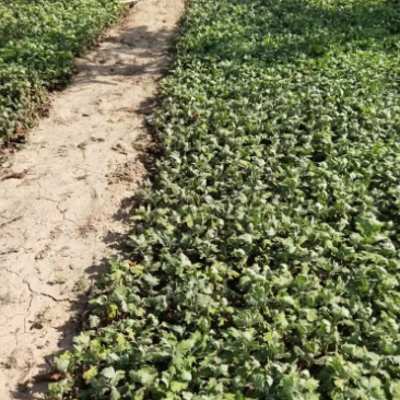 种苗菊花苗基地现挖现发价格实惠可视频看货