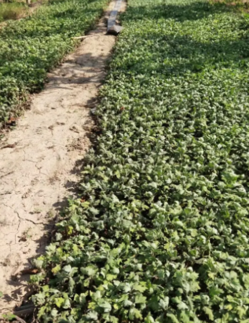 种苗菊花苗基地现挖现发价格实惠可视频看货