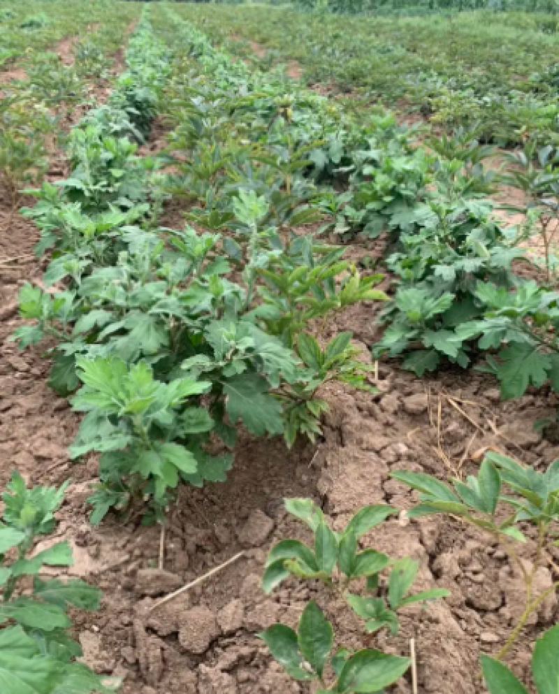 种苗菊花苗基地现挖现发价格实惠可视频看货
