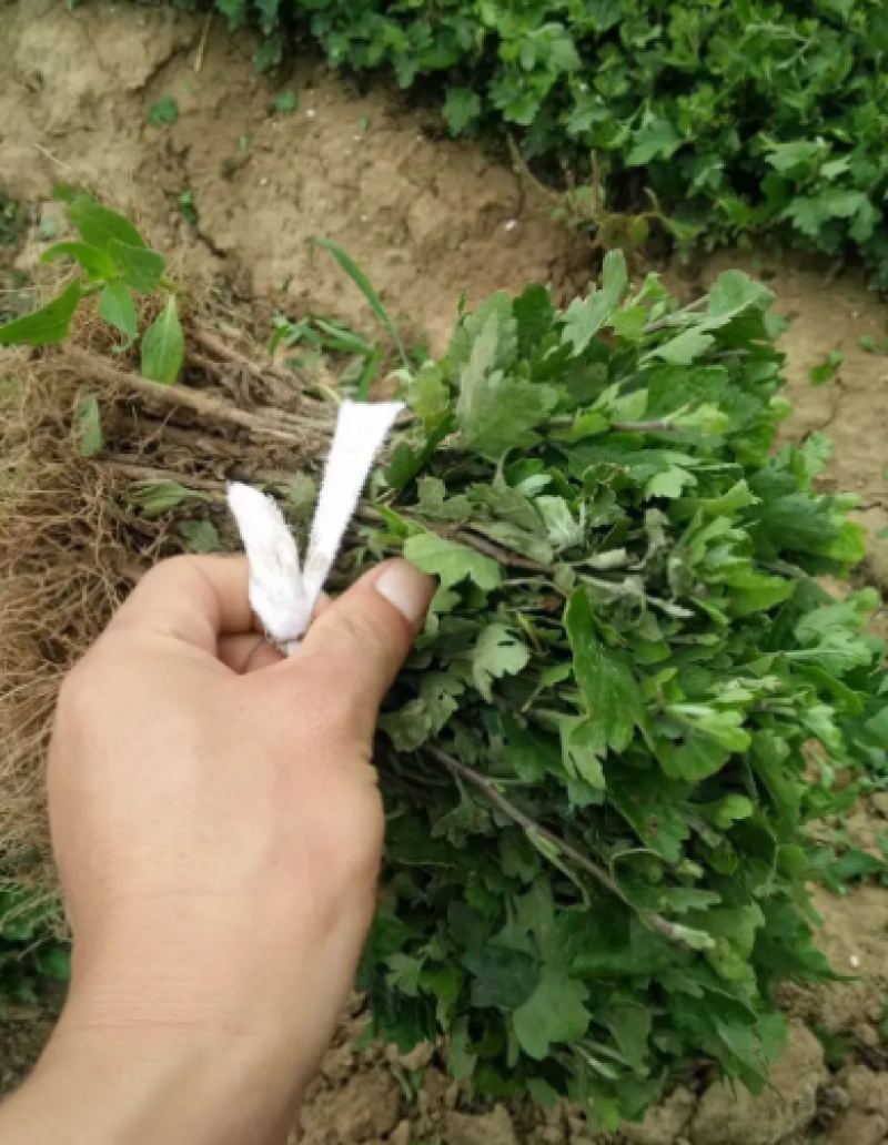种苗菊花苗基地现挖现发价格实惠可视频看货