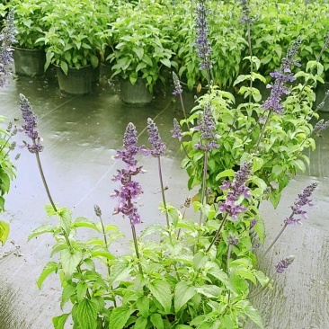 蓝花鼠尾草特惠批发大炫蓝鼠尾草价格花境庭院园林绿化