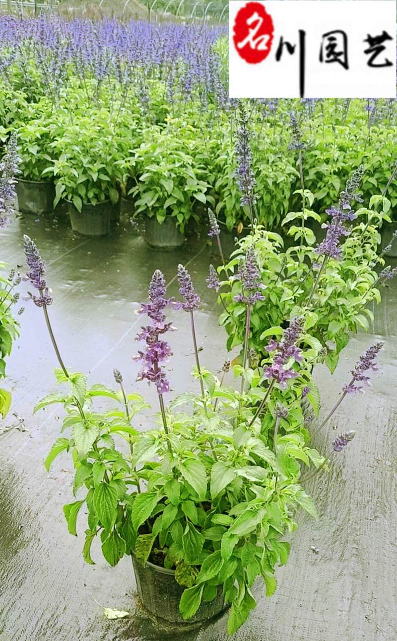 蓝花鼠尾草特惠批发大炫蓝鼠尾草价格花境庭院园林绿化