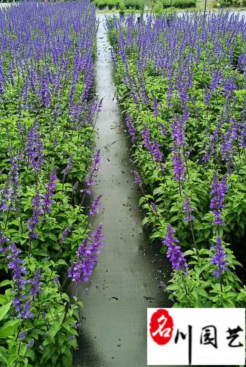 蓝花鼠尾草特惠批发大炫蓝鼠尾草价格花境庭院园林绿化