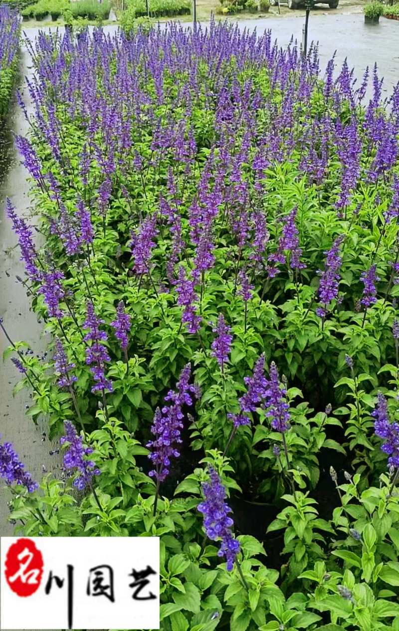 蓝花鼠尾草特惠批发大炫蓝鼠尾草价格花境庭院园林绿化