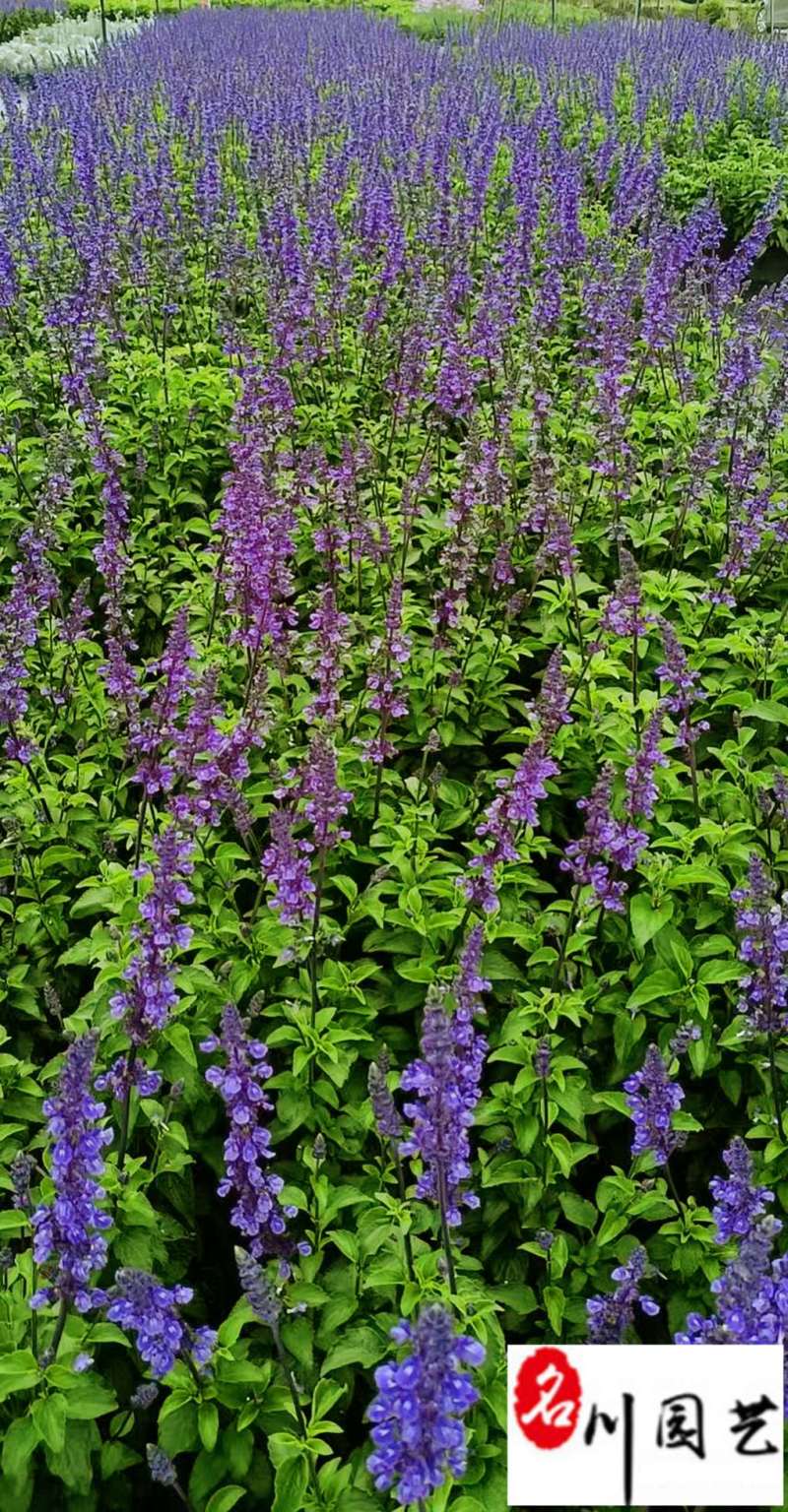 蓝花鼠尾草特惠批发大炫蓝鼠尾草价格花境庭院园林绿化