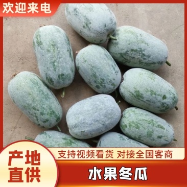 【优质】水果冬瓜三三冬瓜肉质厚果味浓一手货源专业代办