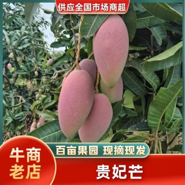 广西芒果精品贵妃芒对接电商市场商超等各类客户