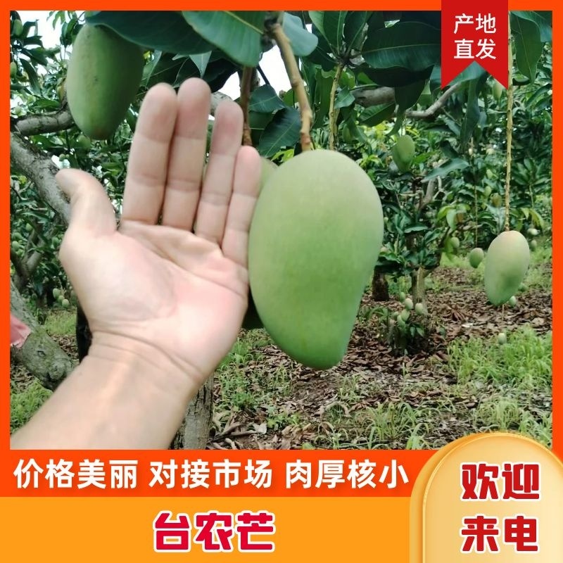 广西百色精品台农芒皮薄核小甜度高欢迎咨询