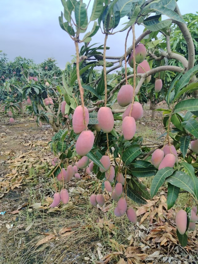 广西芒果精品贵妃芒对接电商市场商超等各类客户