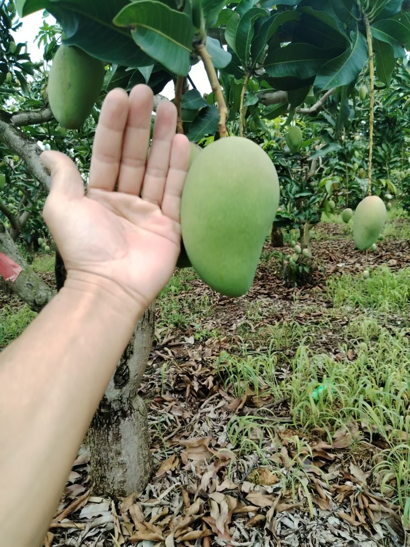 广西百色精品台农芒皮薄核小甜度高欢迎咨询