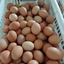 精品鸡蛋正宗鸡蛋基地直供大量批发常年有货