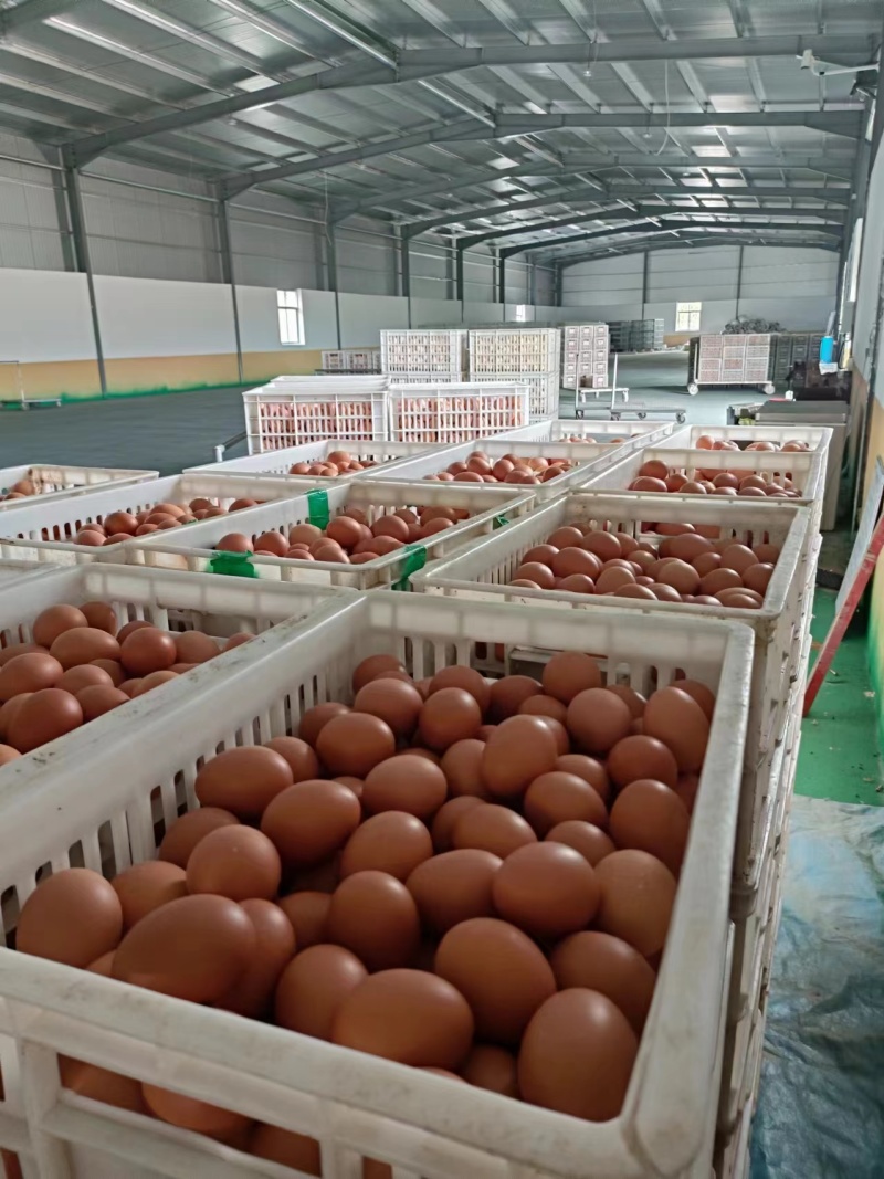 精品鸡蛋正宗鸡蛋基地直供大量批发常年有货