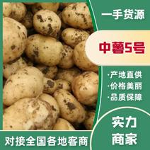 南阳精品中薯5号土豆，产地直发，价格便宜，诚信经营，视频