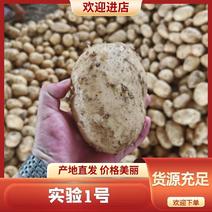 河南南阳土豆大量供应，超市，市场，电商大量接单