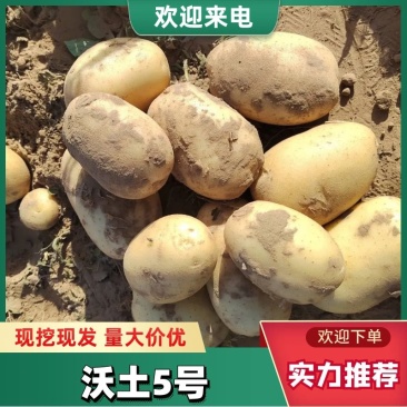 精品沃土五号大量上市,一手货源,市场,电商,工厂都可