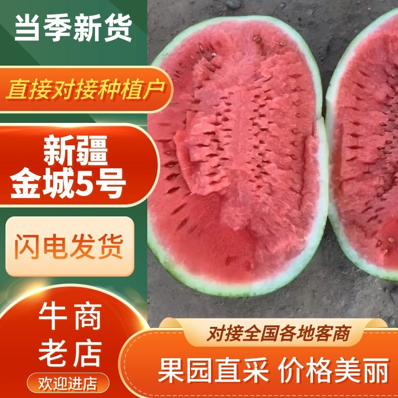 [金城5号西瓜批发]新疆吐鲁番高昌区西瓜 0.20元/斤西瓜 金 _ 一亩田