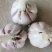 【苔蒜】精品川蒜红皮大蒜诚信经营基地直供欢迎咨询