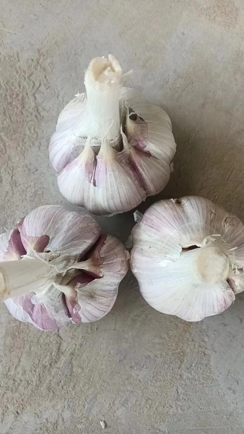 【苔蒜】精品川蒜红皮大蒜诚信经营基地直供欢迎咨询