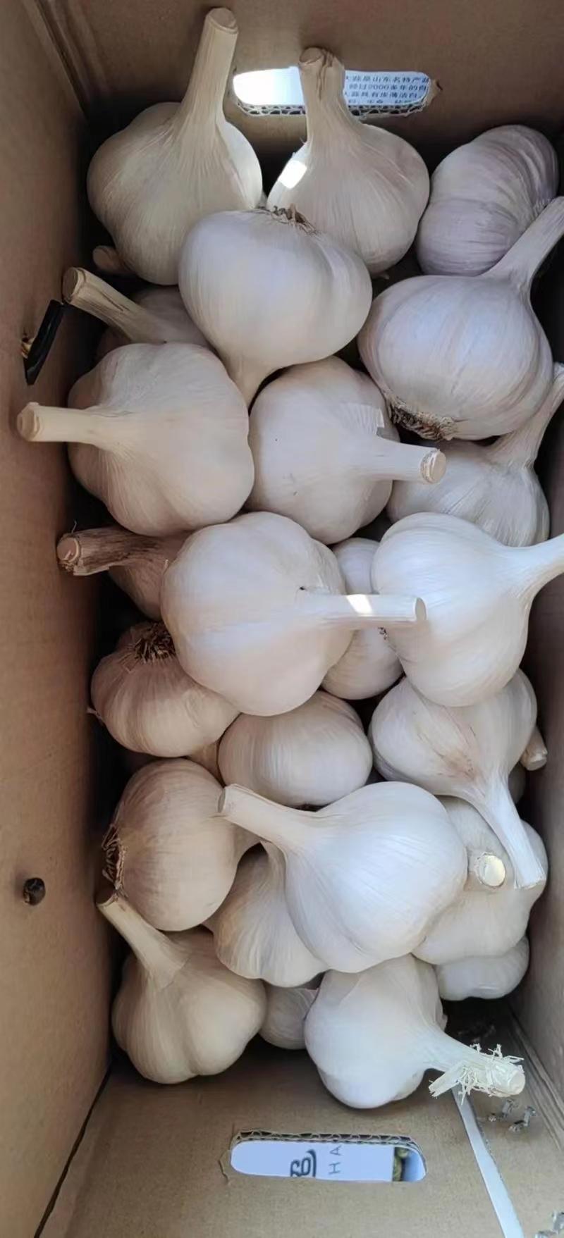 精品四六瓣大蒜白皮蒜新品上市质量保证品种纯正假一赔十