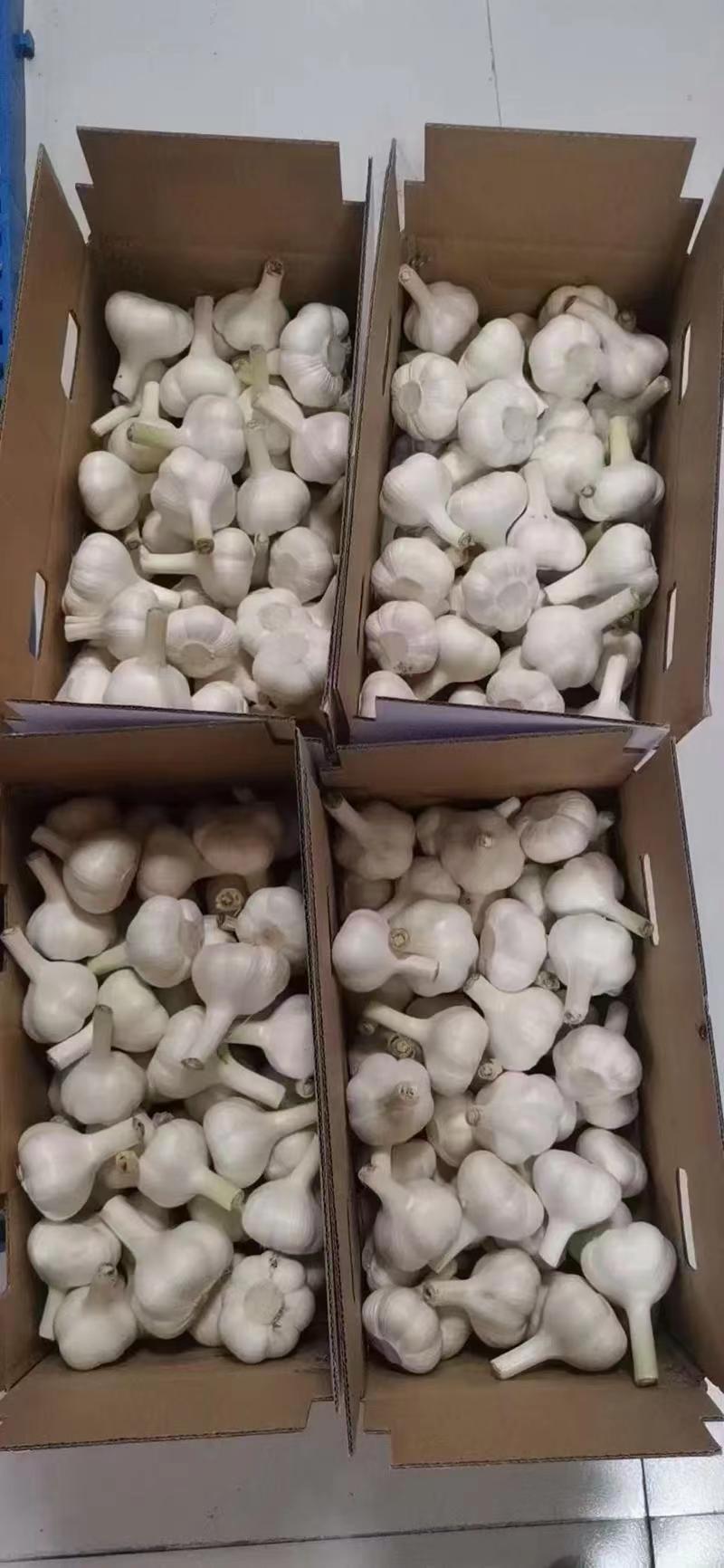 精品四六瓣大蒜白皮蒜新品上市质量保证品种纯正假一赔十