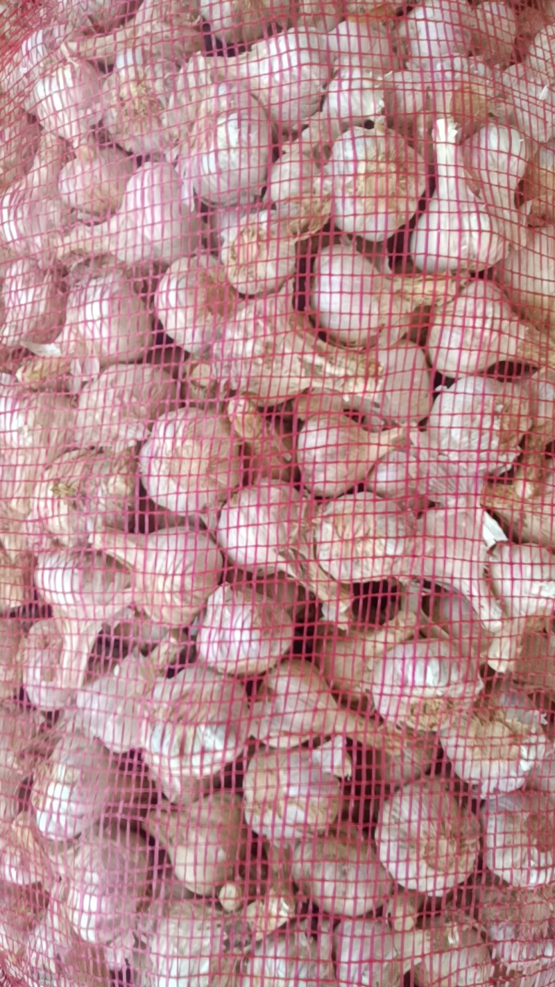 【苔蒜】精品川蒜红皮大蒜诚信经营基地直供欢迎咨询