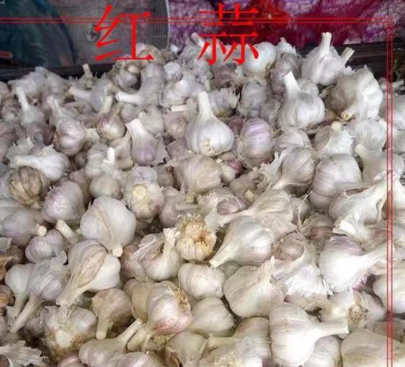 【苔蒜】精品川蒜红皮大蒜诚信经营基地直供欢迎咨询