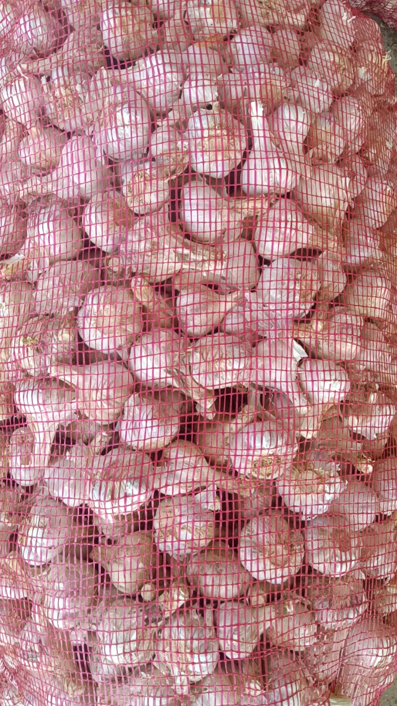 【苔蒜】精品川蒜红皮大蒜诚信经营基地直供欢迎咨询