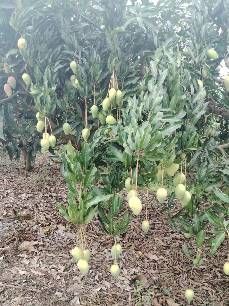 广西百色精品台农芒皮薄核小甜度高欢迎咨询