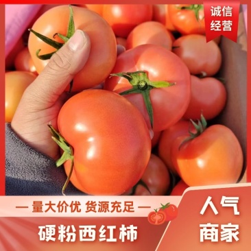 硬粉西红柿山东产地直发量大从优欢迎各位老板咨询