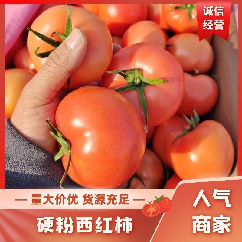 硬粉西红柿山东产地直发量大从优欢迎各位老板咨询