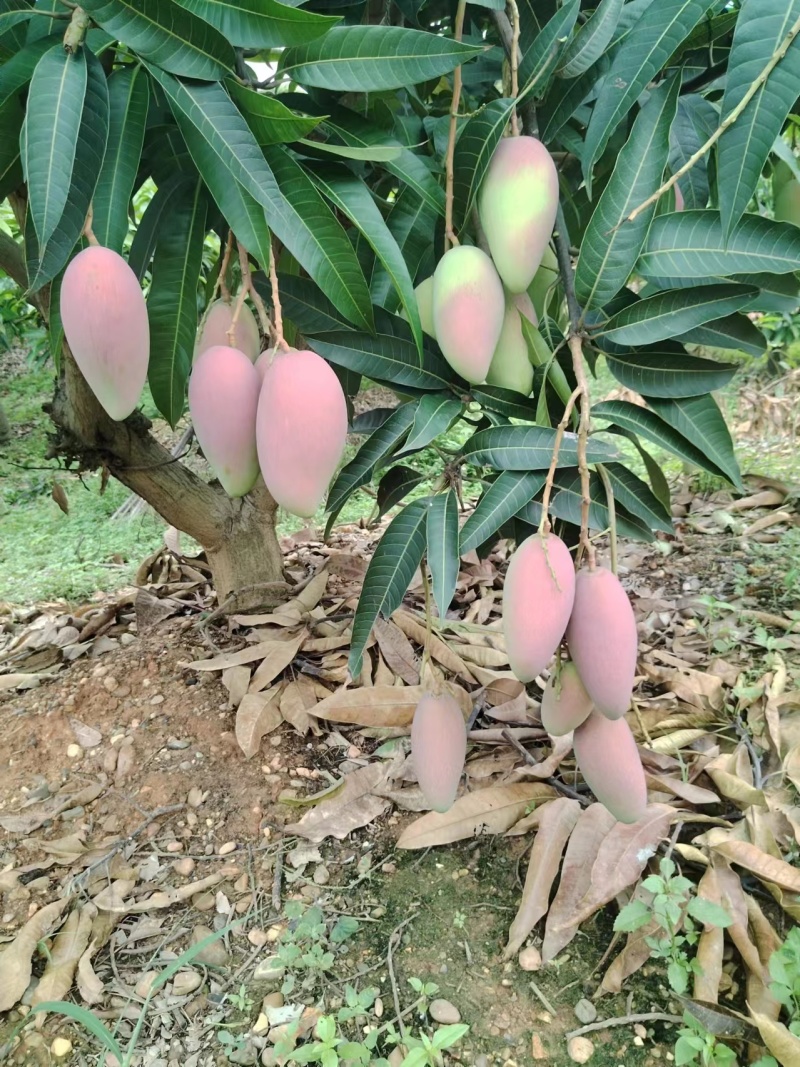 广西芒果精品贵妃芒对接电商市场商超等各类客户