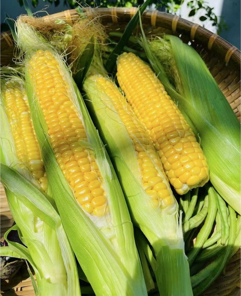 玉米种子糯玉米，四川审定，知名专家选育，矮杆大棒
