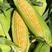 玉米种子糯玉米，四川审定，知名专家选育，矮杆大棒