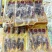 辽参品质保证大量供货中欢迎咨询合作