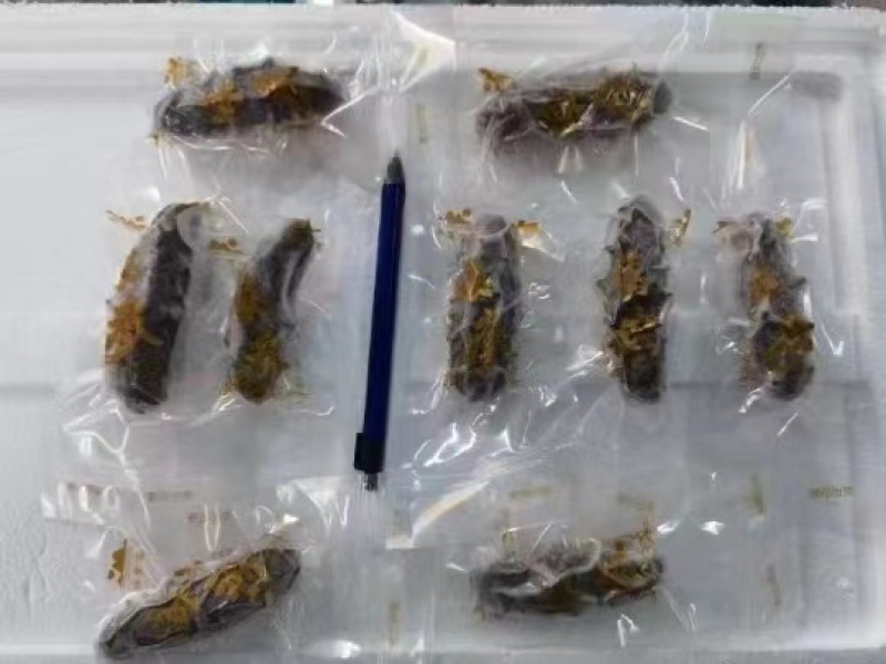 辽参品质保证大量供货中欢迎咨询合作