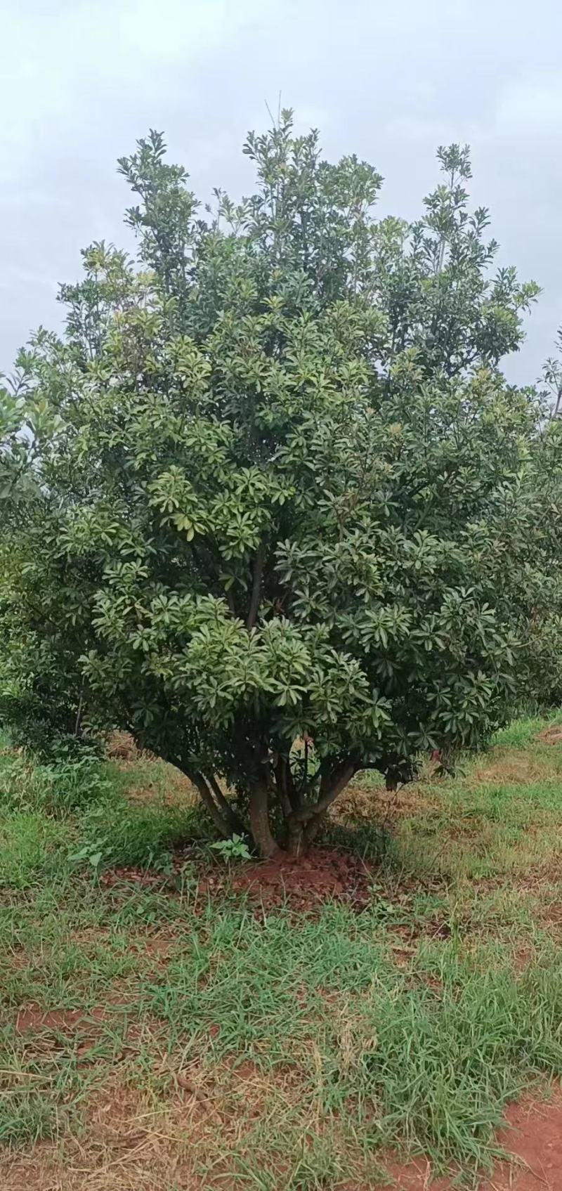 精品断根杨梅树一手货源，量大质优，价格优惠