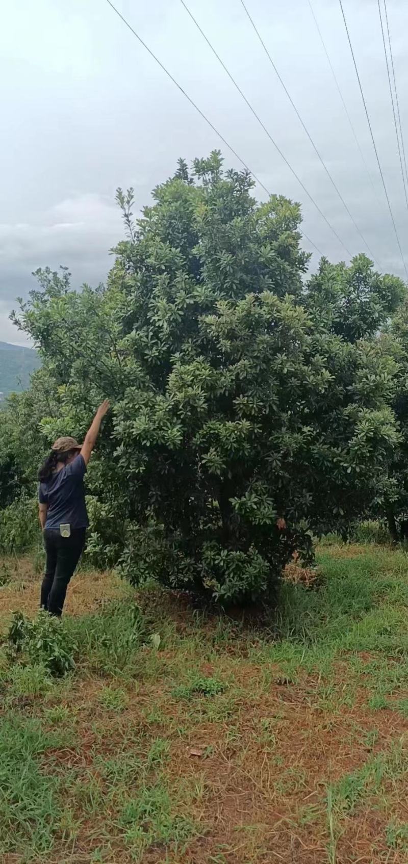 精品断根杨梅树一手货源，量大质优，价格优惠