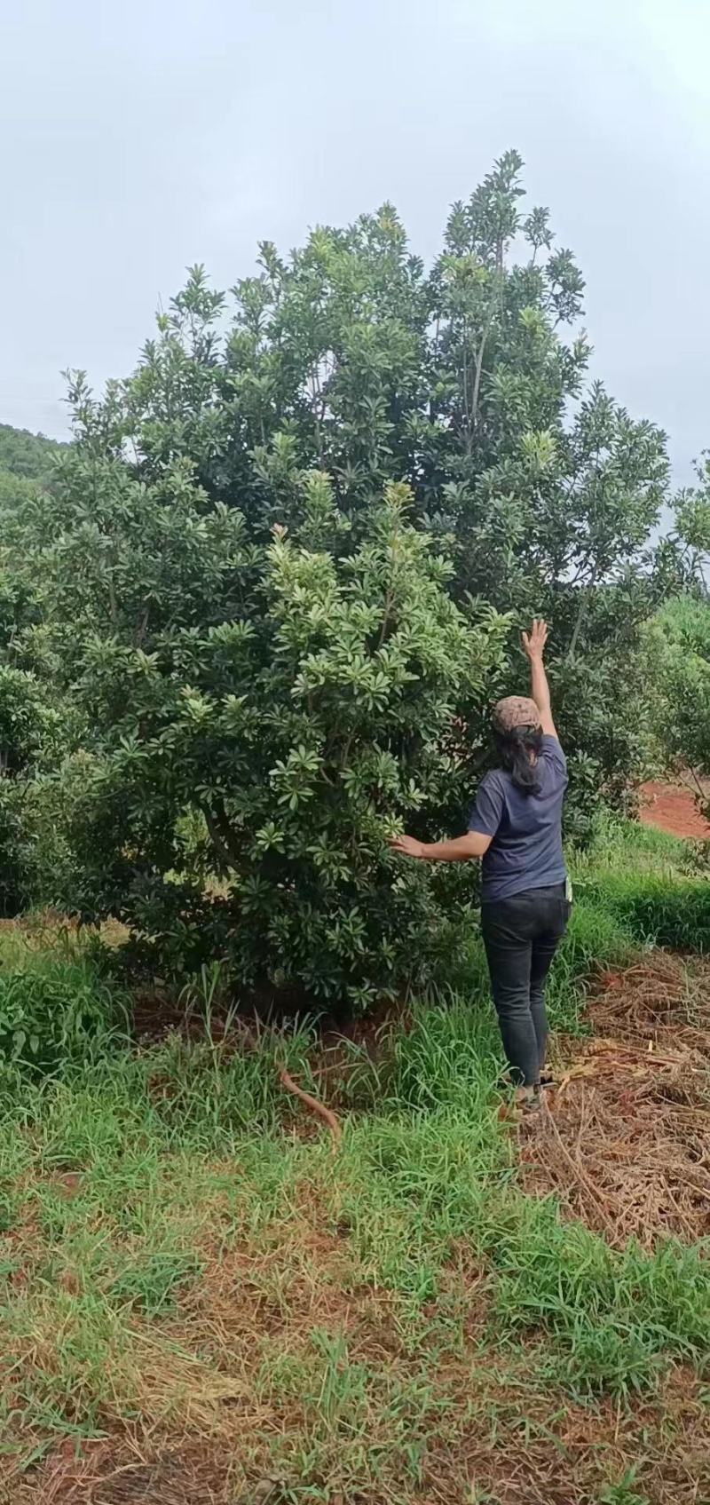 精品断根杨梅树一手货源，量大质优，价格优惠