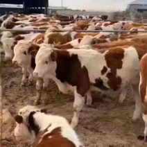 山东盛顺常年出售西门塔尔牛肉牛活牛牛犊提供养殖技术视频选货