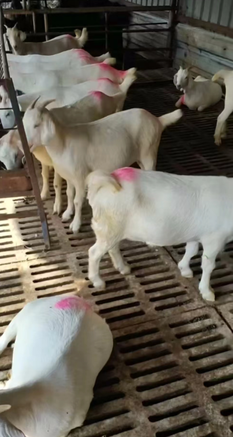 【牛商热卖】山东肉羊美国白山羊自家养殖视频看货