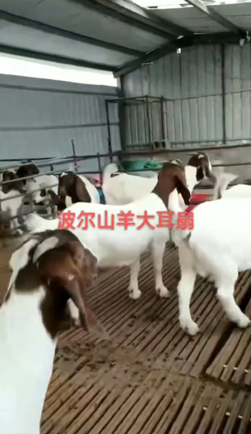 【牛商热卖】山东肉羊美国白山羊自家养殖视频看货