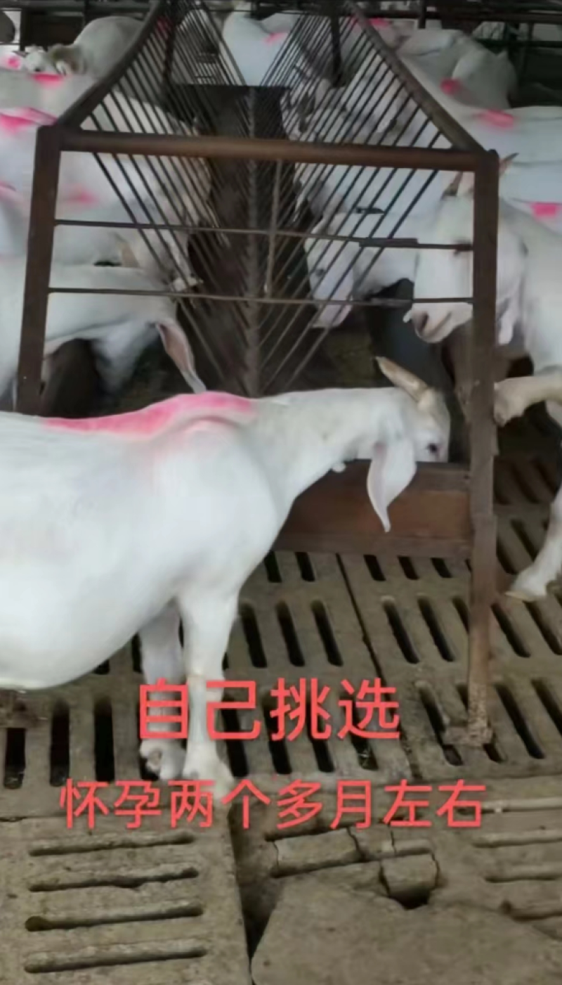 【牛商热卖】山东肉羊美国白山羊自家养殖视频看货
